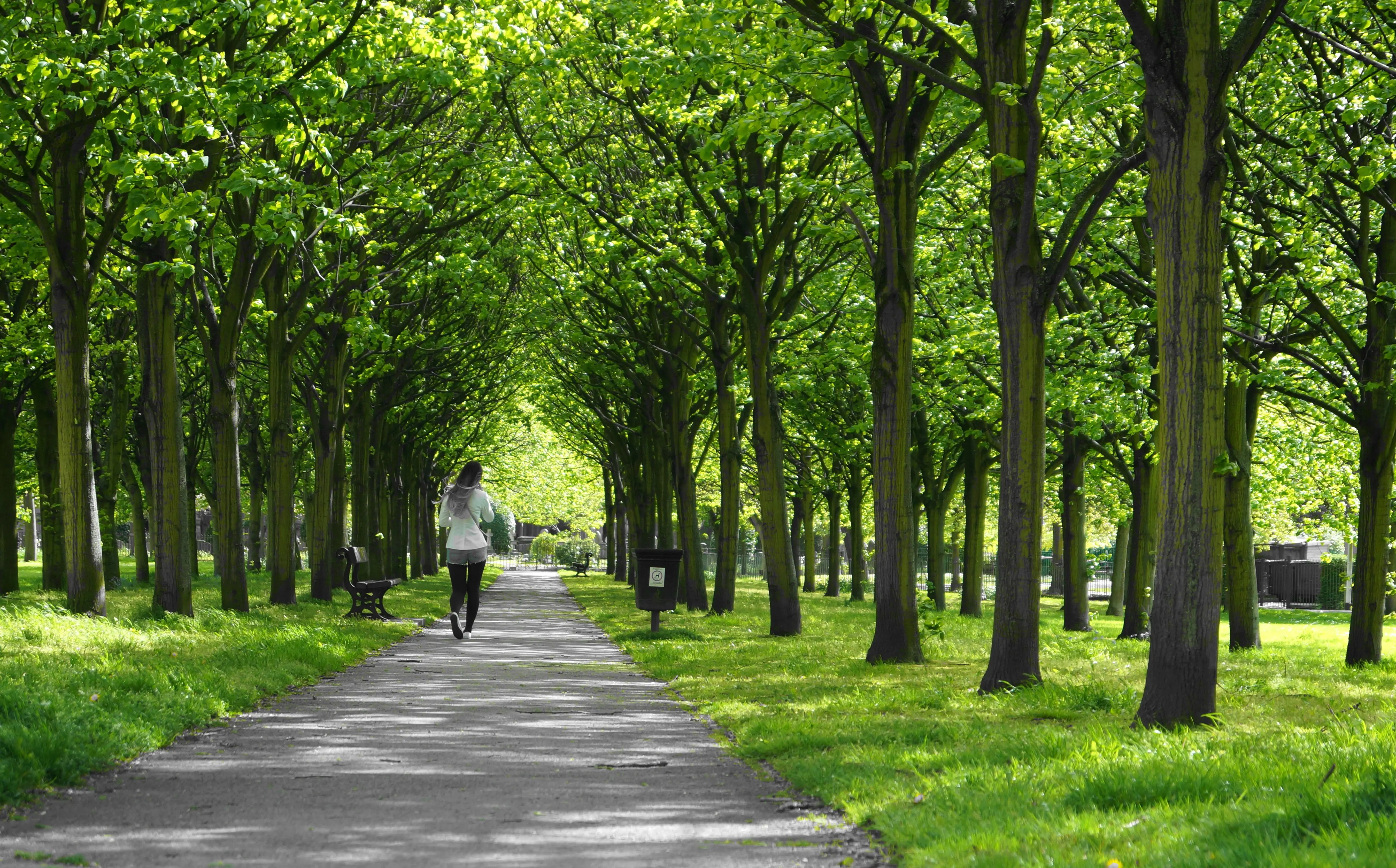 Areas cooled by trees
