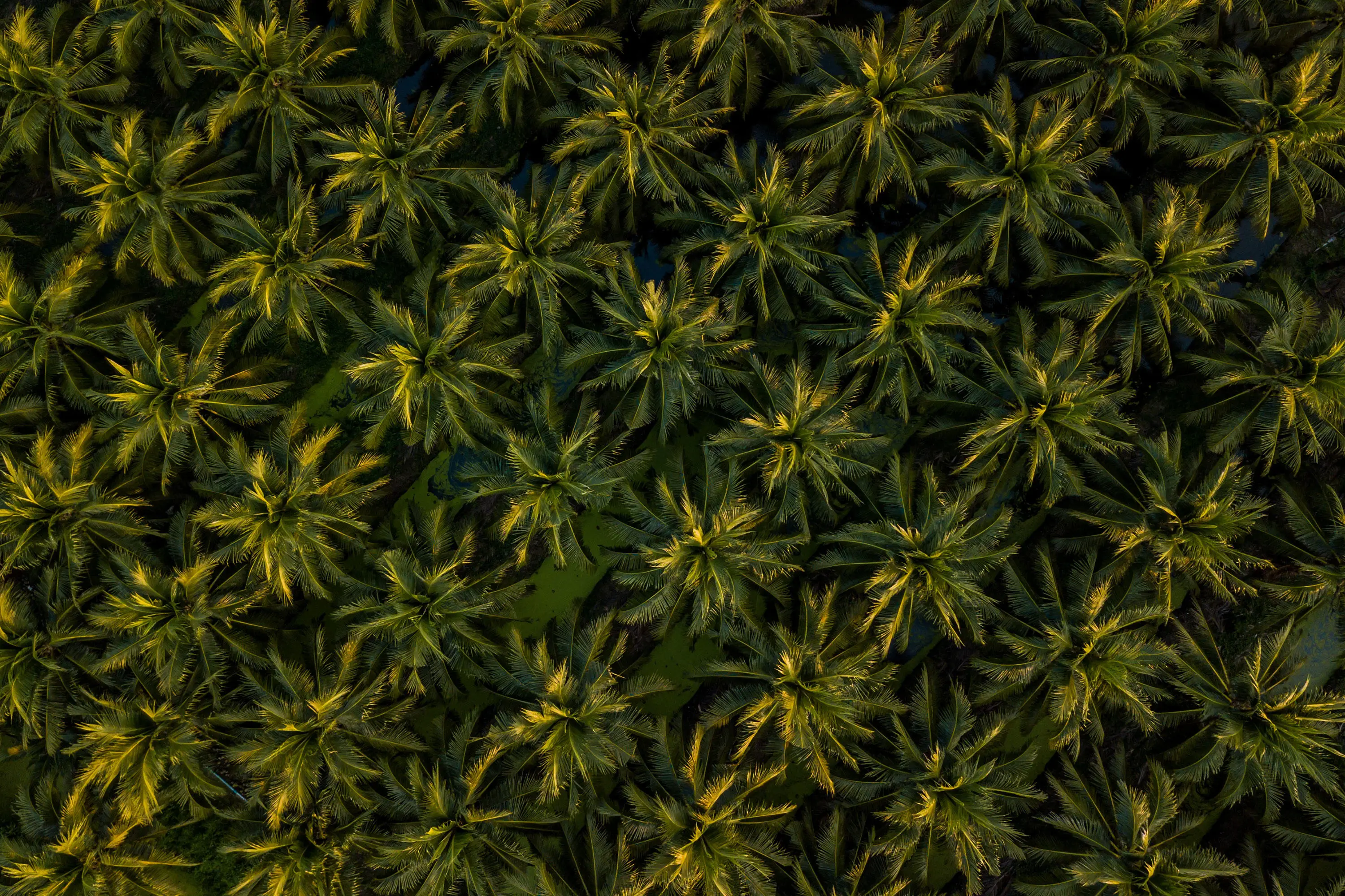 Palm plantation