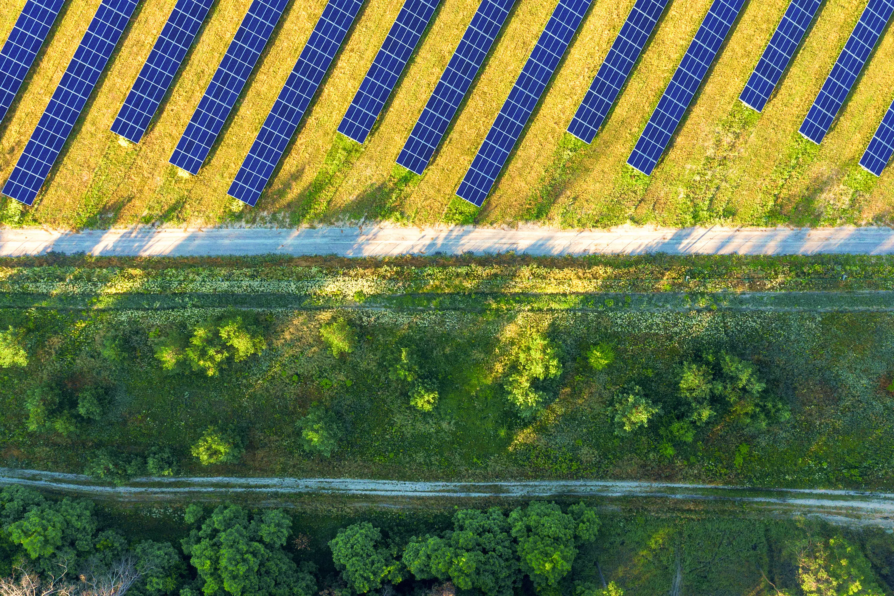 Solar farm forest