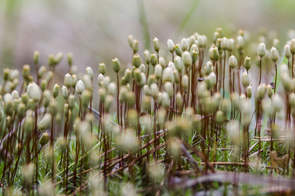 Helping to safeguard moorland life