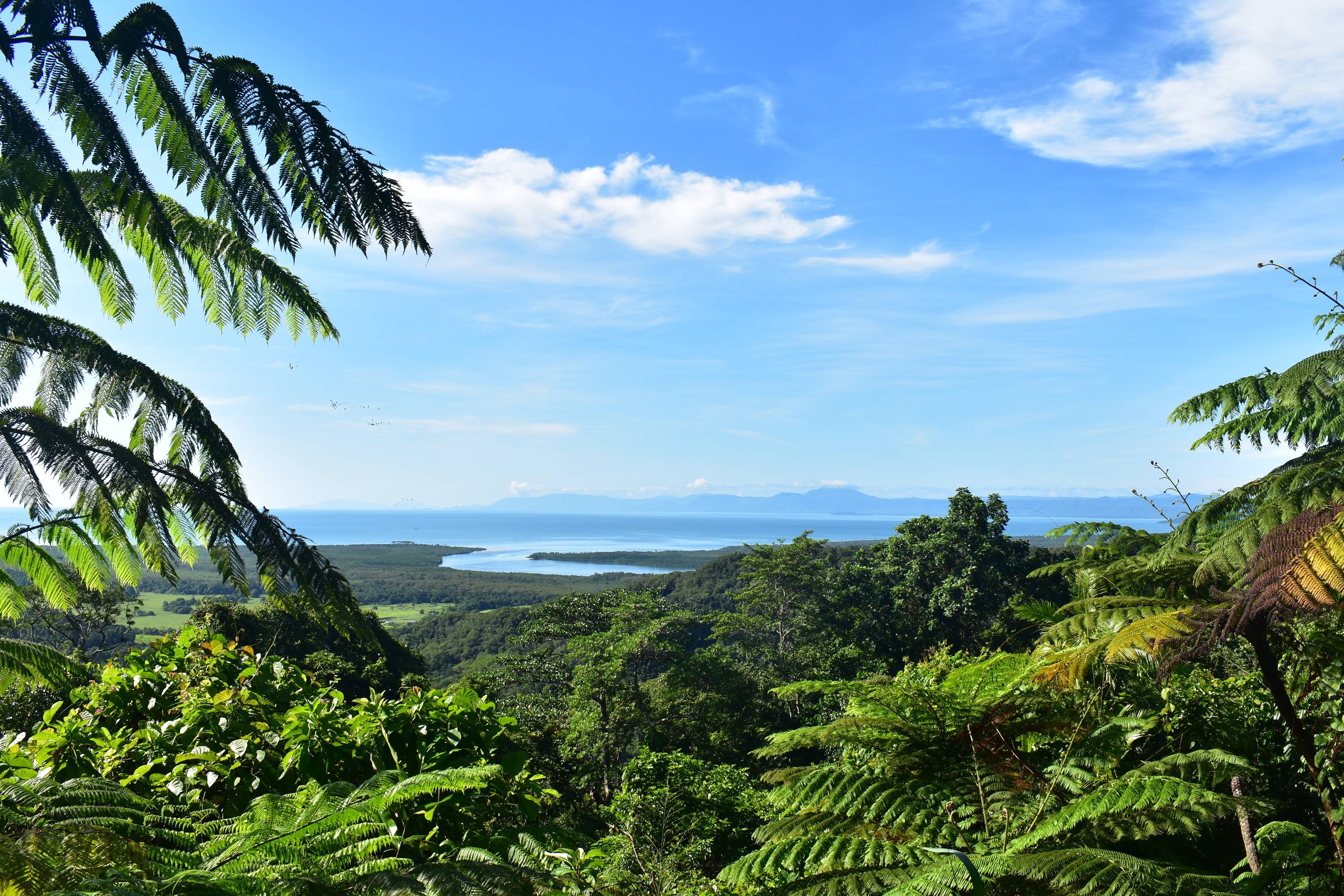 panaromic view of forest with ocean in the far background