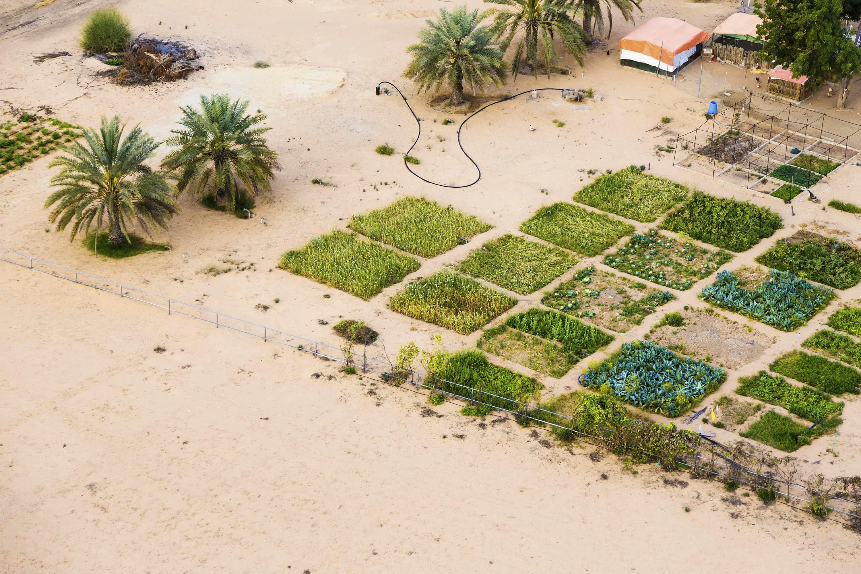Plantations in desert landscape