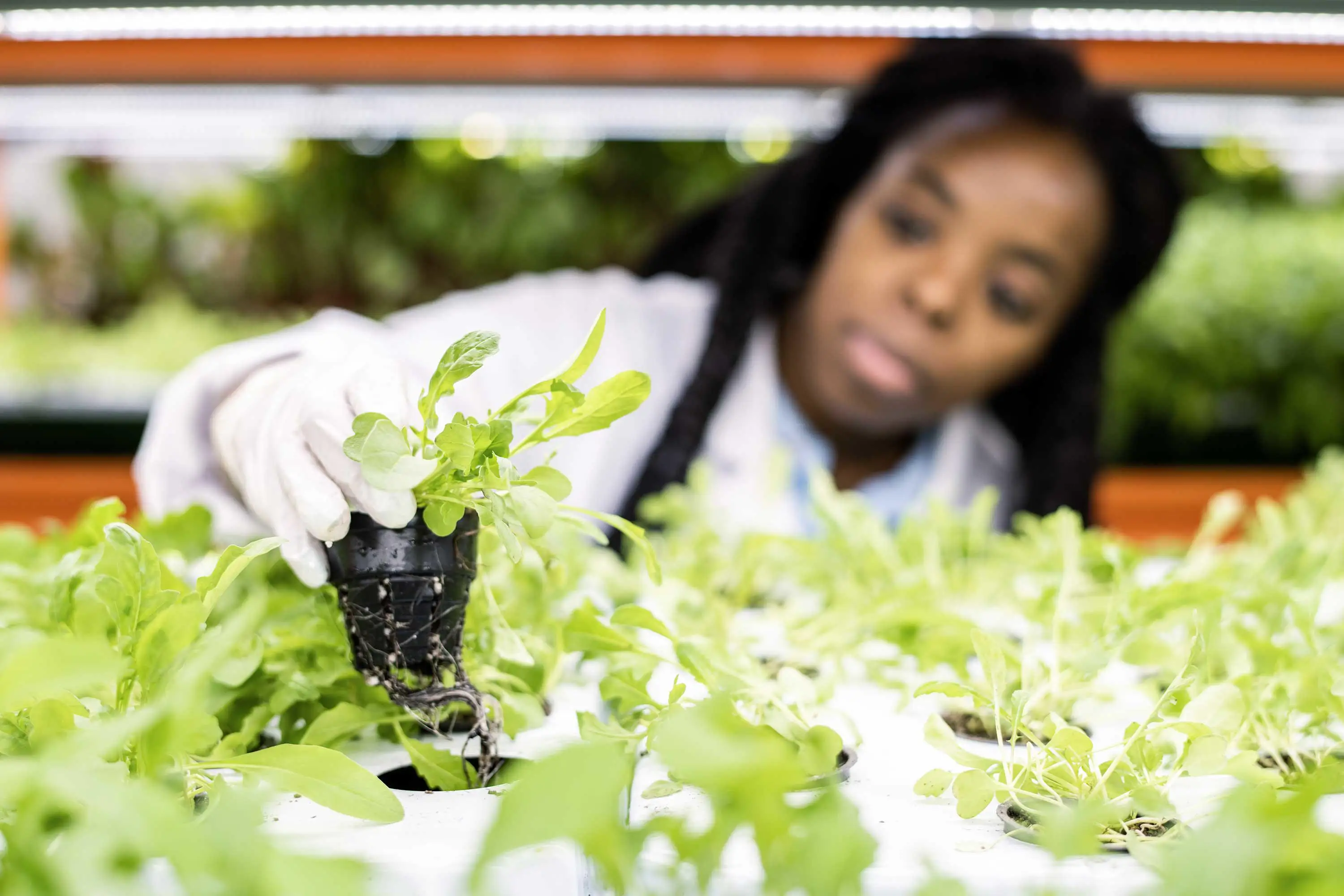 Women cultivating plants for human consumption
