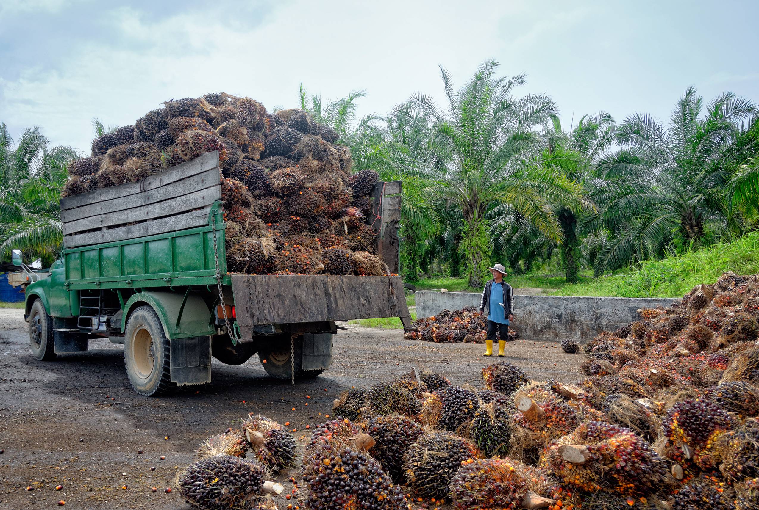 Truck in the tropics loaded with jackfruit