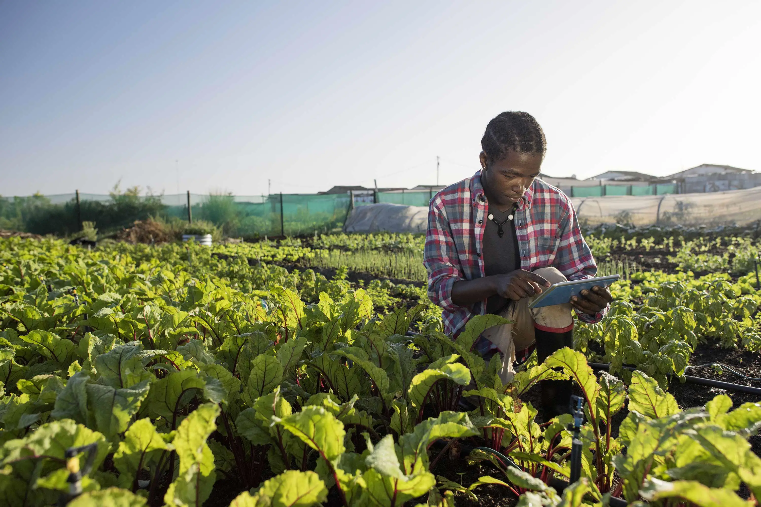 Man in field of plants being cultivated for human consumpton