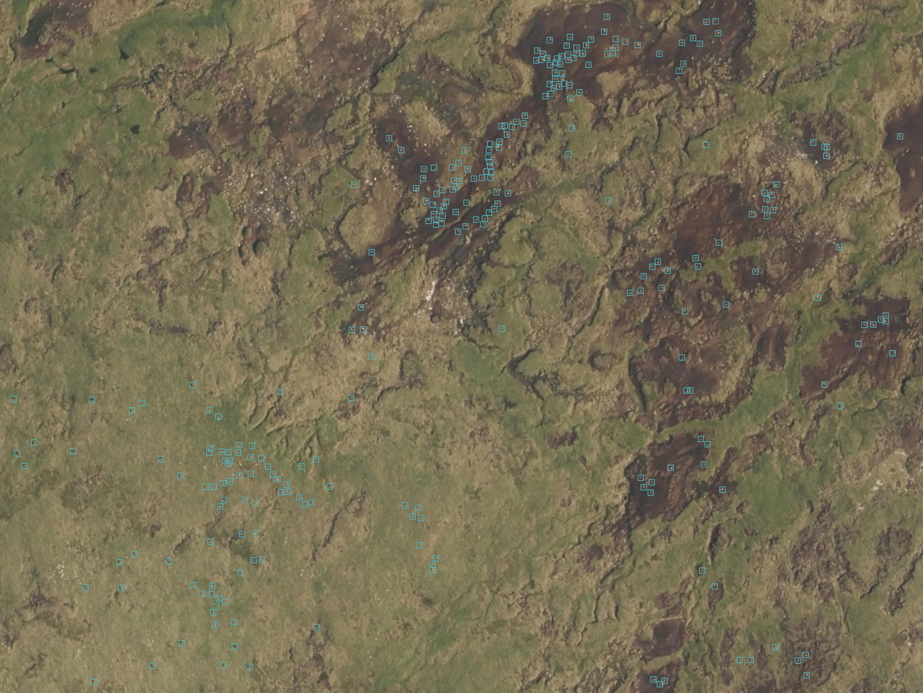 Satellite image of a deer herd count
