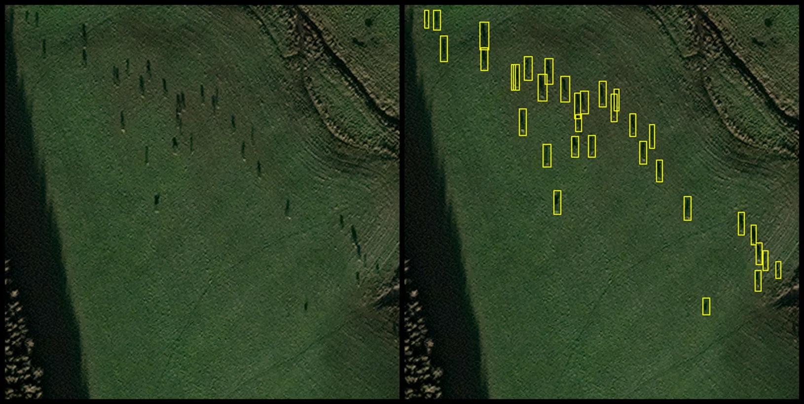 Side by side satellite image of animals before and after detection