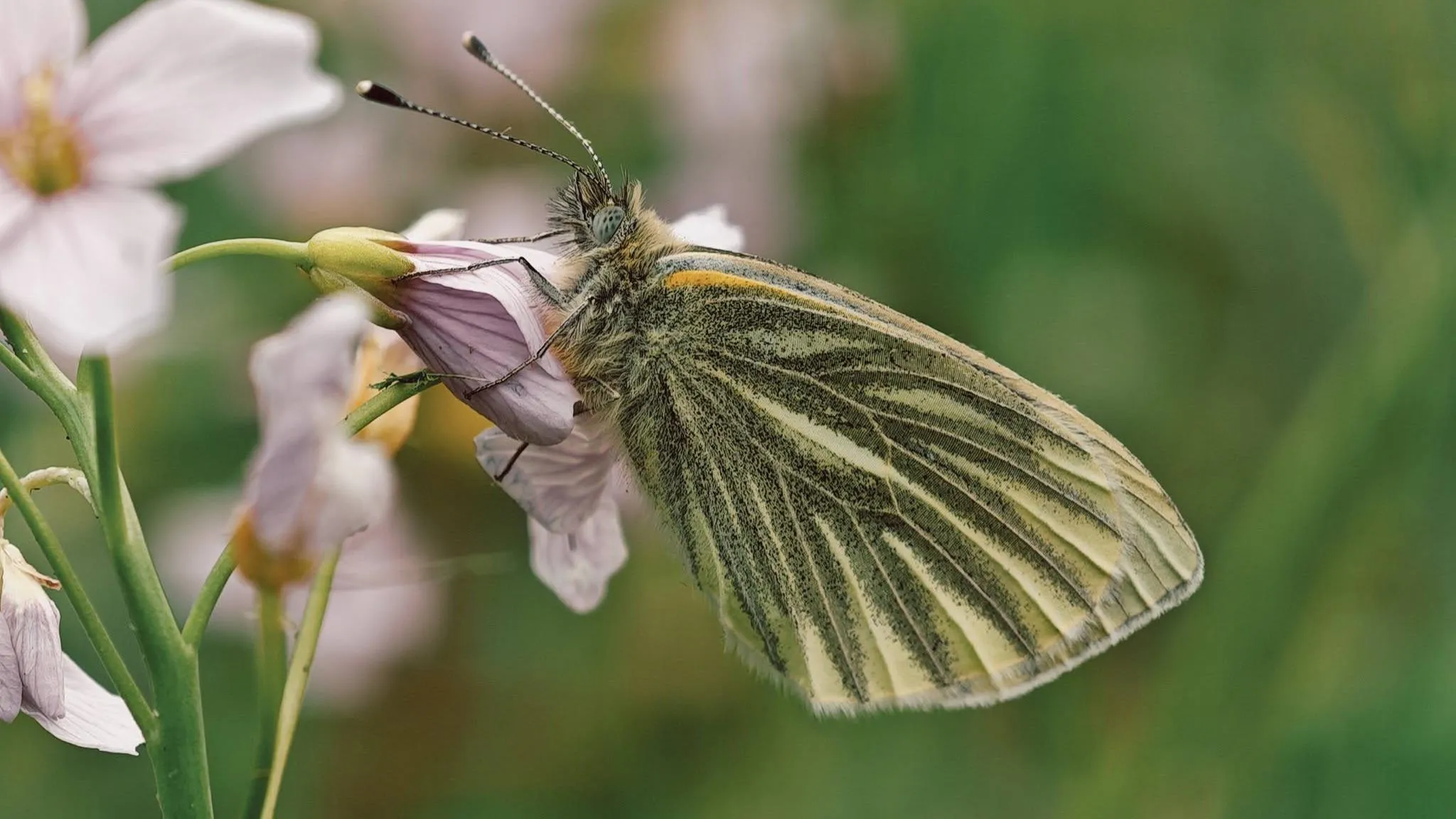Pretty pink flowers with a cabbage white butterfly