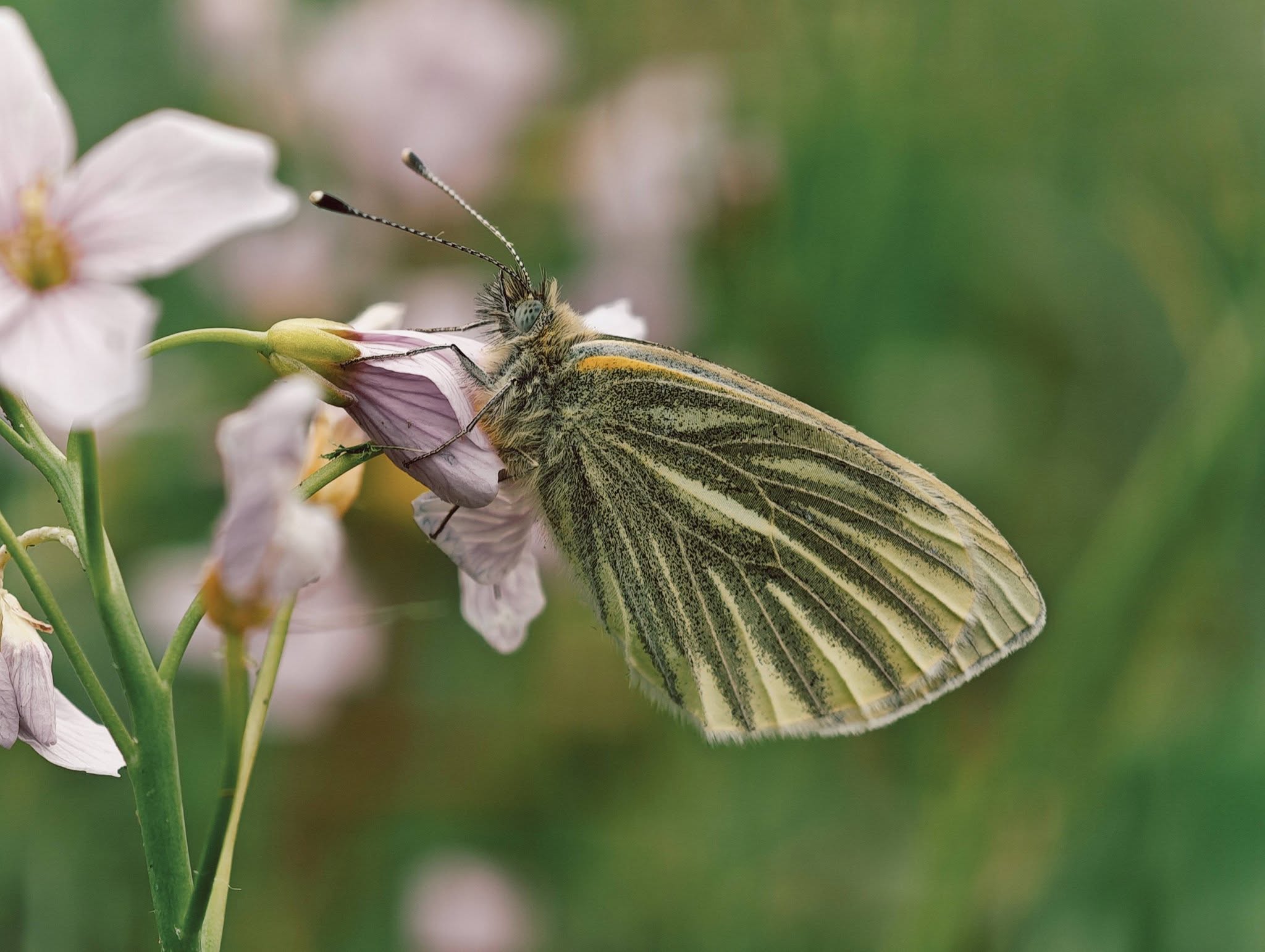 Capturing the value of nature, with NatureScot