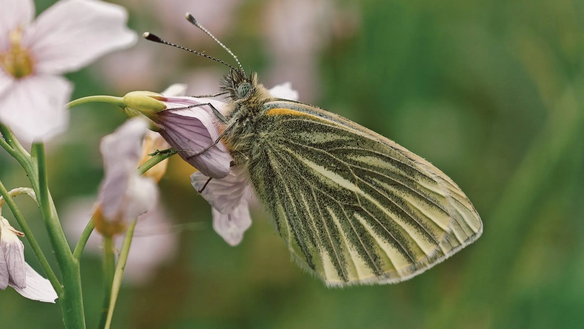 Capturing the value of nature, with NatureScot