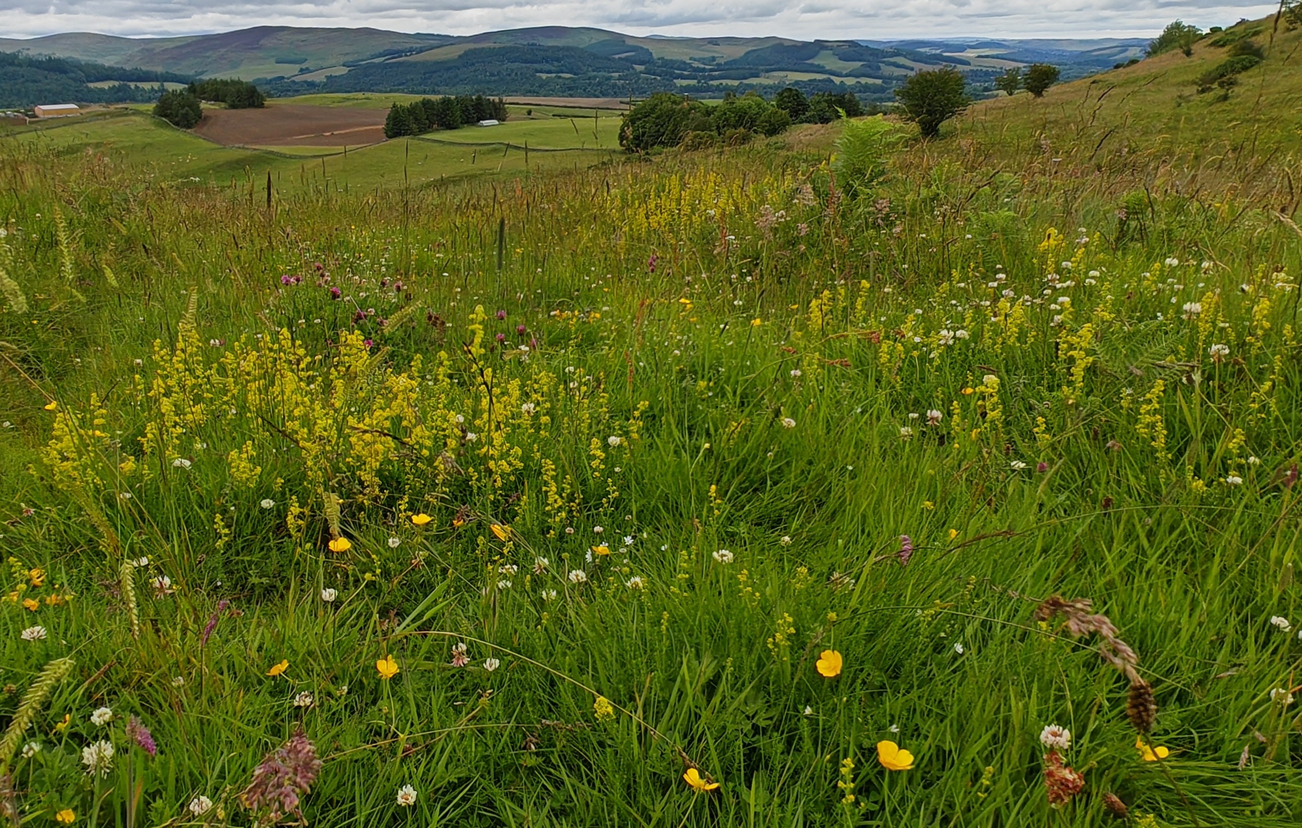 A view of pretty farmland rich in plants and wildlife 