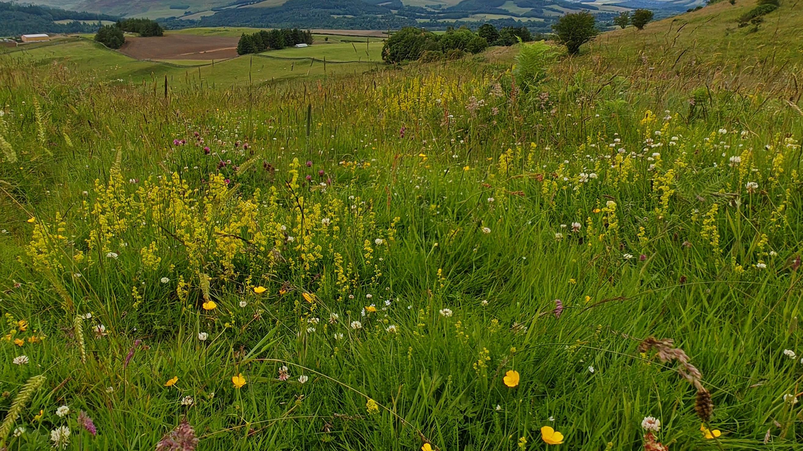 A view of pretty farmland rich in plants and wildlife