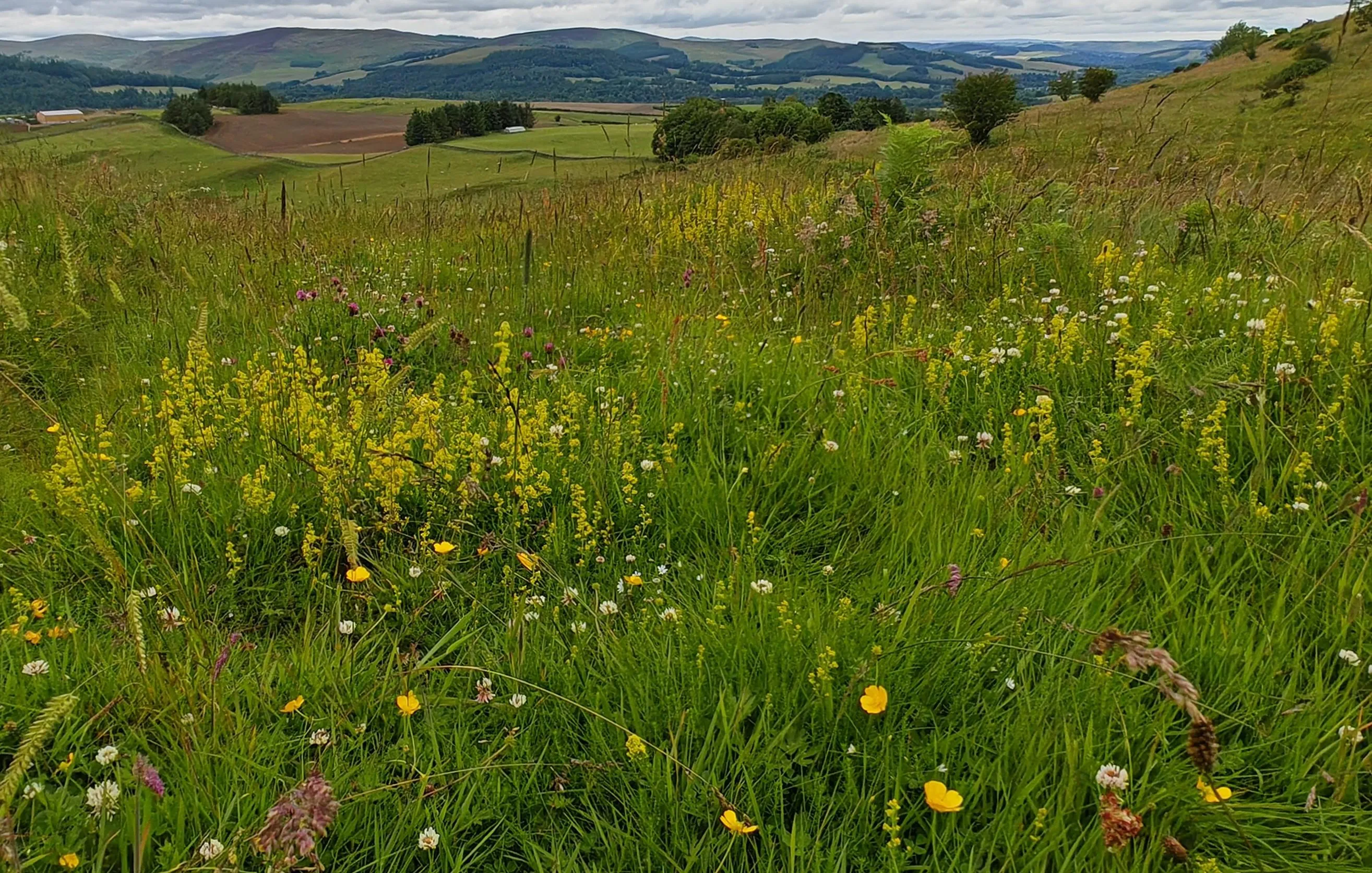 A view of pretty farmland rich in plants and wildlife