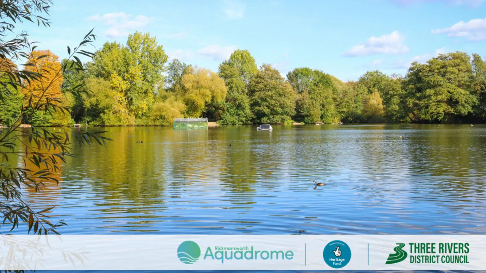 A lake surrounded by trees and featuring wildlife