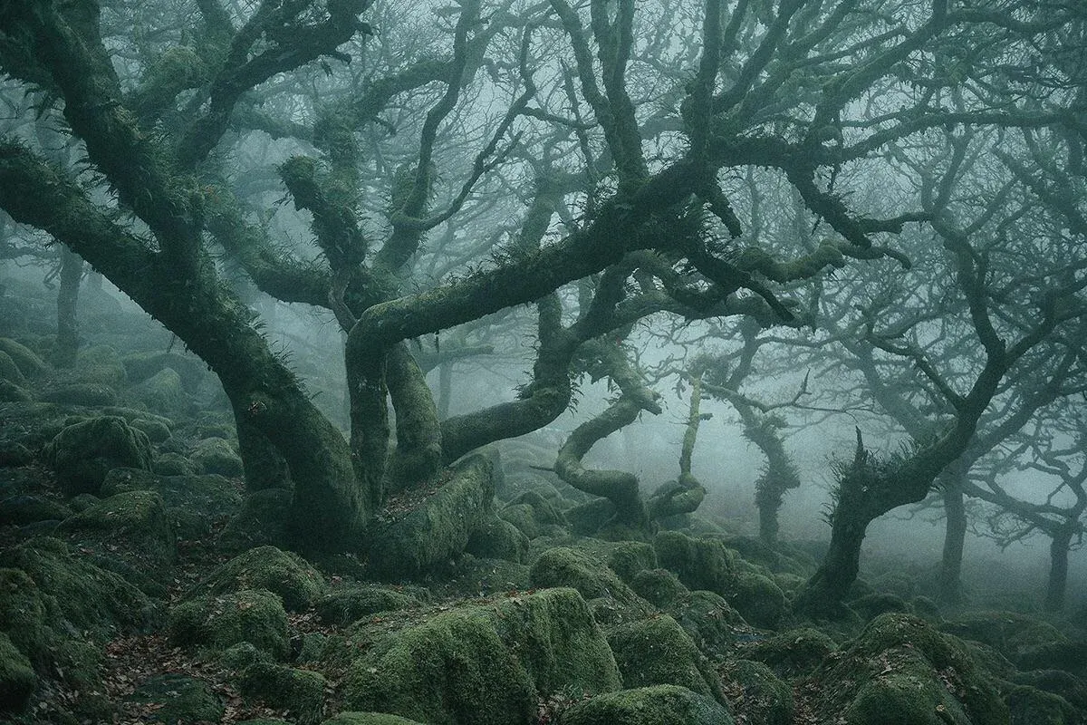 The lichen-covered trees in the ancient forest of Wistman's Wood in Devon